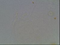 Mesobiotus liviae image