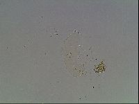 Mesobiotus liviae image