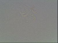 Mesobiotus liviae image