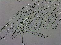 Mesobiotus orcadensis image