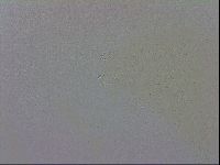 Mesobiotus orcadensis image