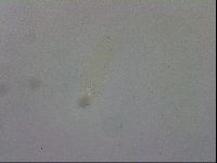 Mesobiotus orcadensis image