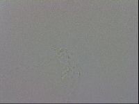 Mesobiotus orcadensis image
