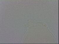 Mesobiotus orcadensis image