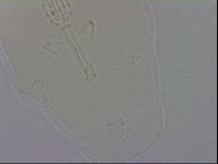 Mesobiotus orcadensis image