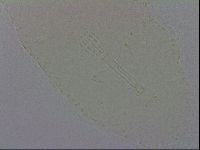 Mesobiotus orcadensis image
