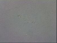 Mesobiotus orcadensis image