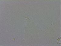Mesobiotus orcadensis image