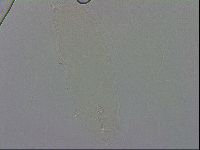Mesobiotus orcadensis image