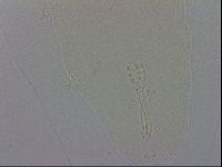 Mesobiotus orcadensis image