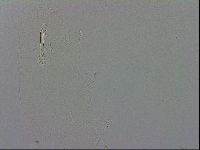 Mesobiotus orcadensis image