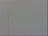 Mesobiotus orcadensis image