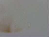 Mesobiotus orcadensis image
