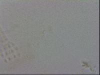 Mesobiotus orcadensis image