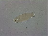 Dactylobiotus macronyx image