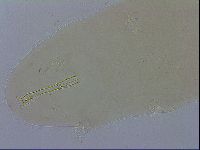 Dactylobiotus macronyx image