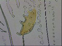 Dactylobiotus macronyx image