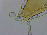 Dactylobiotus macronyx image