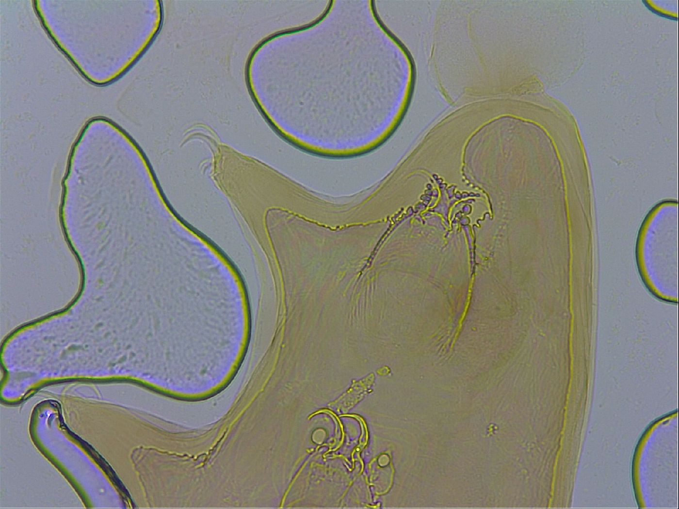 Dactylobiotus macronyx image