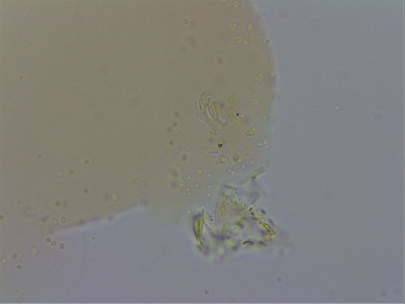 Macrobiotus occidentalis image