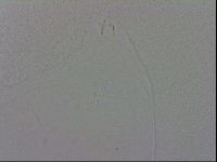 Macrobiotus occidentalis image