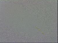 Macrobiotus occidentalis image