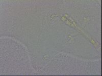 Macrobiotus occidentalis image