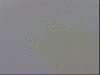 Macrobiotus occidentalis image