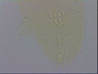 Macrobiotus occidentalis image