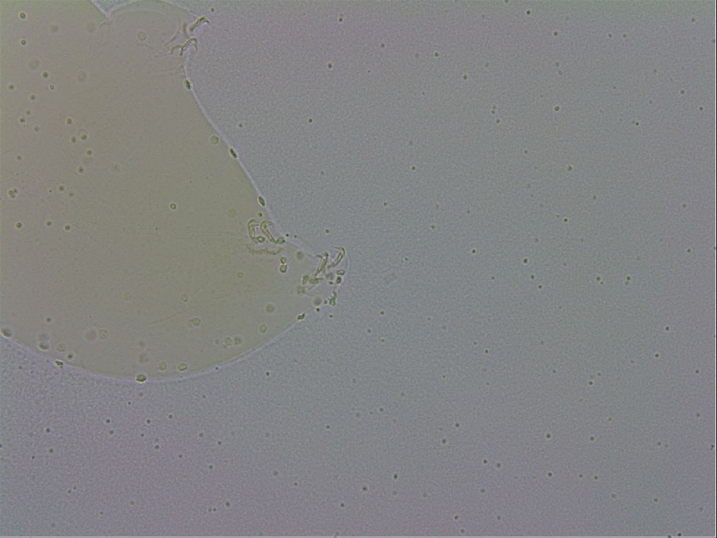 Macrobiotus occidentalis image
