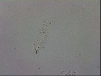 Macrobiotus occidentalis image