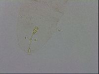 Macrobiotus occidentalis image