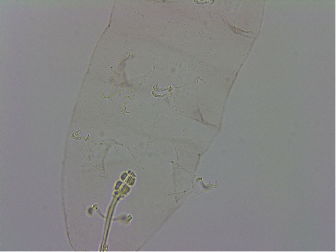Macrobiotus occidentalis image