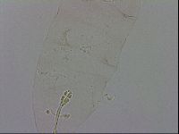 Macrobiotus occidentalis image