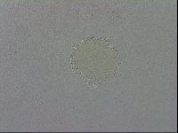 Mesobiotus orcadensis image