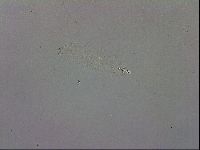 Mesobiotus orcadensis image