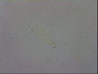 Mesobiotus orcadensis image