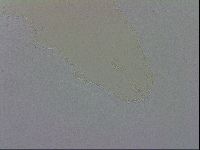 Mesobiotus orcadensis image
