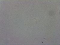 Mesobiotus orcadensis image