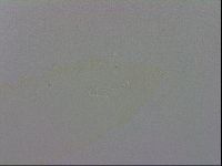 Mesobiotus orcadensis image