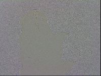 Mesobiotus orcadensis image