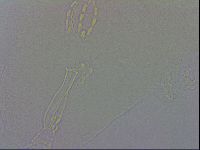 Mesobiotus orcadensis image