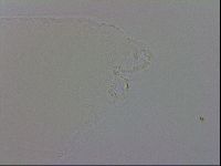 Mesobiotus orcadensis image
