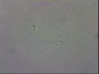 Mesobiotus orcadensis image