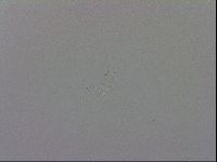 Mesobiotus orcadensis image
