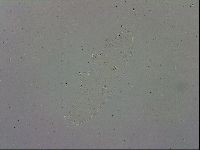 Mesobiotus polaris image