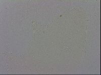 Mesobiotus polaris image