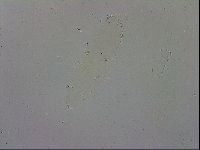 Mesobiotus polaris image