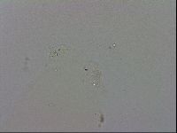 Mesobiotus polaris image