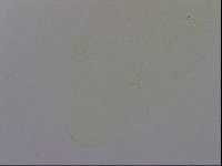 Mesobiotus polaris image